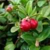 Canneberge - Cranberry - Vaccinium Macrocarpon -Magasin De Plantes Vaccinium macrocarpon 78409 1