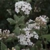 Viburnum Carlesii - Viorne De Carle 1 Viburnum Carlesii - Viorne De Carle -Magasin De Plantes Viburnum carlesii 1002352 1