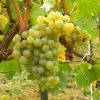 Vigne Chardonnay -Magasin De Plantes Vigne Chardonnay 78369 1
