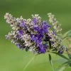 Vitex Agnus-castus Blue Puffball - Gattilier -Magasin De Plantes Vitex agnus 85811 1