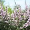Vitex Agnus-castus Galactic Pink - Gattilier -Magasin De Plantes Vitex agnus castus Galactic Pink Gattilier IF 17954 1