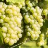 Vigne Lakemont -Magasin De Plantes Vitis vinifera Lakemont copyright 1006071 1