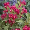 Weigela All Summer Red -Magasin De Plantes Weigelia All Summer Red 84476 1