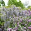Glycine Japonaise - Wisteria Floribunda Macrobotrys De Belder 1 Glycine Japonaise - Wisteria Floribunda Macrobotrys De Belder -Magasin De Plantes Wisteria floribunda Macrobotrys De Belder 1009542 1