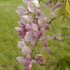 Wisteria Venusta Rosea - Glycine Du Japon -Magasin De Plantes Wisteria venusta Rosea 82452 1