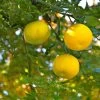 Yuzu - Citrus Junos -Magasin De Plantes Yuzu Citrus junos 83268 1