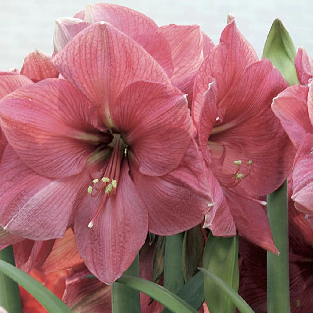 Amaryllis Hercule 3 Amaryllis Hercule