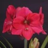 Amaryllis Lagoon 1 Amaryllis Lagoon -Magasin De Plantes amaryllis lagoon 56701 1