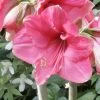 Amaryllis Pink Surprise -Magasin De Plantes amaryllis pink sensation 56961 1