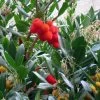 Arbutus Unedo - Arbousier 2 Arbutus Unedo - Arbousier -Magasin De Plantes arbutus unedo 781557 5