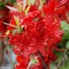 Azalée De Chine Wallowa Red - Rhododendron Hybride -Magasin De Plantes azalee wallowa red 781689 1