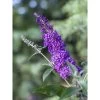 Buddleja Psychedelic Sky - Arbre Aux Papillons 2 Buddleja Psychedelic Sky - Arbre Aux Papillons -Magasin De Plantes buddleja psychedelic sky 100418 1