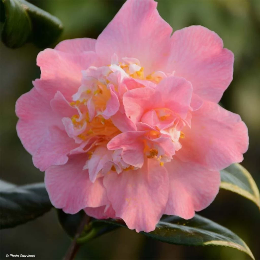 Camélia Paddy's Perfumed - Camellia Japonica 3 Camélia Paddy's Perfumed - Camellia Japonica