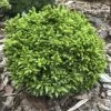 Cryptomeria Japonica Green Pearl - Cèdre Du Japon -Magasin De Plantes cedre du japon green pearl 22974
