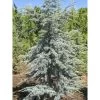 Cèdre Bleu De L'Atlas - Cedrus Libani Atlantica Horstmanns Silberspitz -Magasin De Plantes cedrus libani atlantica horstmanns silberspitz 100432 1