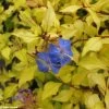 Ceratostigma Willmottianum Sapphire Ring -Magasin De Plantes cerastostigma sapphire ring 80432 1