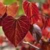 Gainier Du Canada - Cercis Canadensis Red Force -Magasin De Plantes cercis canadensis red force copyright 1004381 1 1