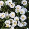 Ciste Du Portugal - Cistus X Lusitanicus Decumbens 1 Ciste Du Portugal - Cistus X Lusitanicus Decumbens -Magasin De Plantes cistus x lusitanicus decumbens 100305 1