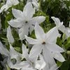 Clématite - Clematis Beautiful Bride -Magasin De Plantes clematis beautiful bride 84878 3