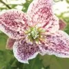 Clématite - Clematis Cirrhosa Freckles -Magasin De Plantes clematis cirrhosa freckles 771570 1