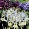 Collection 90 Iris Miniatures 1 Collection 90 Iris Miniatures -Magasin De Plantes collection iris miniature 83490 1