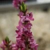Daphne Mezereum Var. Rubra -Magasin De Plantes daphne mezereum var rubra PC douce 1
