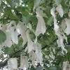 Arbre Aux Mouchoirs - Davidia Involucrata Sonoma -Magasin De Plantes davidia involucrata sonoma 84230 2