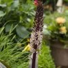 Eucomis Comosa Sparkling Rosy® - Eucomide Rose
