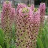 Eucomis Comosa Pink Gin - Fleur Ananas -Magasin De Plantes eucomis pink gin 15550 1
