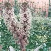 Eucomis Burgundy Wine -Magasin De Plantes eucomis sparking burgundy 51273 1