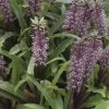Eucomis Twinkle Stars 2 Eucomis Twinkle Stars -Magasin De Plantes eucomis twinckle stars 51306 1