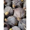 Figuier - Ficus Carica Grise De Tarascon -Magasin De Plantes ficus carica grise de tarascon demi tige en pot de7 l0l 1005092 1