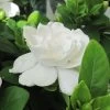 Gardenia Jasminoides Crown Jewel - Jasmin Du Cap -Magasin De Plantes gardenia crown jewel jasmin du cap 9685 1 1