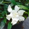 Gardenia Jasminoides Perfumed Petticoats -Magasin De Plantes gardenia jasminoides perfumed petticoats 83325 1