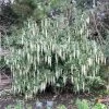 Garrya Elliptica - Garrya à Feuilles Elliptiques -Magasin De Plantes garrya a feuilles elliptiques garrya elliptica 78016 1