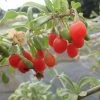 Goji Gojidelys - Lycium Barbarum -Magasin De Plantes gojidelys 16718 2