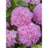 Hortensia - Hydrangea Macrophylla Big Data Pink -Magasin De Plantes hortensia big data pink 23226