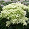 Hortensia Arborescens Hayes Starbust -Magasin De Plantes hydrangea arborescens hayes starbust 671348 1