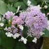 Hortensia - Hydrangea Involucrata Late Love 2 Hortensia - Hydrangea Involucrata Late Love -Magasin De Plantes hydrangea involucrata late love 85457 1