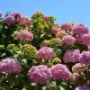 Hortensia - Hydrangea Macrophylla Bouquet Rose -Magasin De Plantes hydrangea macrophylla bouquet rose 85622 1