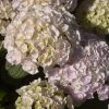 Hortensia - Hydrangea Macrophylla Kazan -Magasin De Plantes hydrangea macrophylla kazan 86040 1