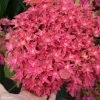 Hortensia - Hydrangea Macrophylla Princess Diana -Magasin De Plantes hydrangea macrophylla princess diana 85714 1 1