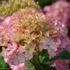 Hortensia - Hydrangea Macrophylla So Long Sunny -Magasin De Plantes hydrangea macrophylla so long sunny 85613 1