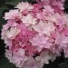 Hortensia - Hydrangea Macrophylla You And Me Romance -Magasin De Plantes hydrangea macrophylla you and me romance 67124 1