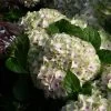 Hortensia - Hydrangea Macrophylla Magical Summer Green 1 Hortensia - Hydrangea Macrophylla Magical Summer Green -Magasin De Plantes hydrangea magical summer green 78222 1
