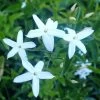 Jasmin Des Açores - Jasminum Azoricum 2 Jasmin Des Açores - Jasminum Azoricum -Magasin De Plantes jasminum azoricum 83639 5