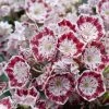 Kalmia Latifolia Minuet - Laurier Des Montagnes 2 Kalmia Latifolia Minuet - Laurier Des Montagnes -Magasin De Plantes kalmia latifolia minuet 781842 1