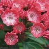 Kalmia Latifolia Pinkobello - Laurier Des Montagnes Rose Vif 2 Kalmia Latifolia Pinkobello - Laurier Des Montagnes Rose Vif -Magasin De Plantes kalmia latifolia pinkobello 781989 1 1
