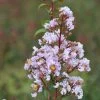Lagerstroemia Camaïeu D'Eté - Lilas Des Indes -Magasin De Plantes lagerstroemia cama eu d ete 85471 4