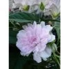 Liseron Du Japon Grimpant Flore Pleno - Calystegia Hederacea -Magasin De Plantes liseron du japon grimpant flore pleno 87689 1